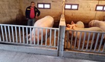 Obitelj Milas iz Gruda uzgojila svinju od 511 kilograma