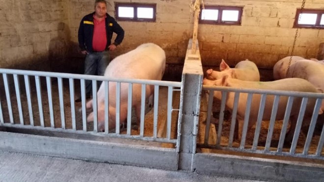 Obitelj Milas iz Gruda uzgojila svinju od 511 kilograma