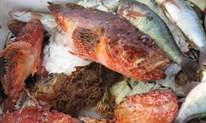 LJUBUŠKI: Pao sa 200 kilograma ribe iz Hrvatske