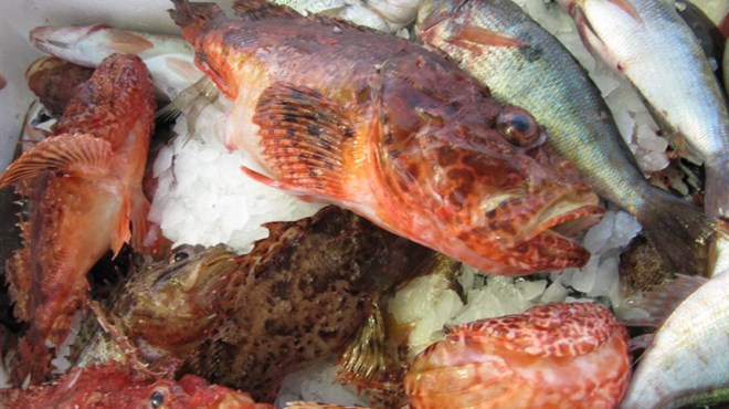 LJUBUŠKI: Pao sa 200 kilograma ribe iz Hrvatske