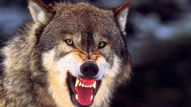 Biokovski vukovi i divlji psi hodaju Hercegovinom, led ih tjera da traže hranu...