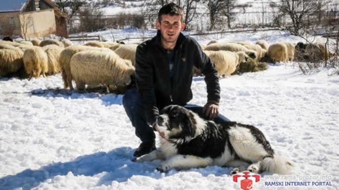 Franjo iz Rame: Imam 320 ovaca i sam sam svoj gazda, u Njemačkoj nisam izdržao...
