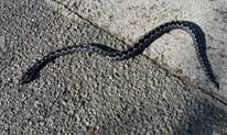 FOTO: Berači kuka i šetači u opasnosti,  u Grudama ubijene dvije zmije otrovnice