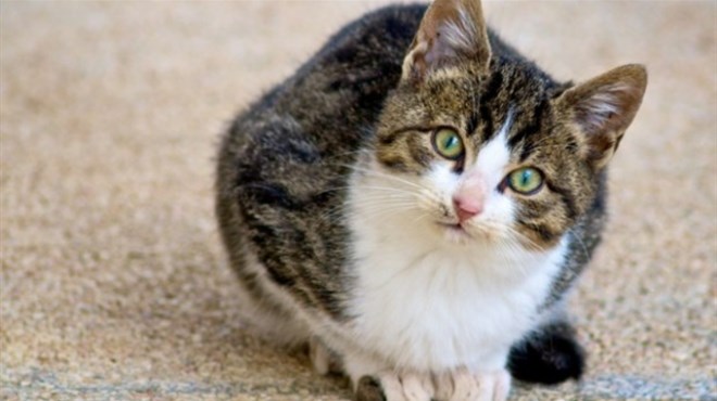 Veterinarska klinika traži osobu koja bi cijeli dan mazila mačke