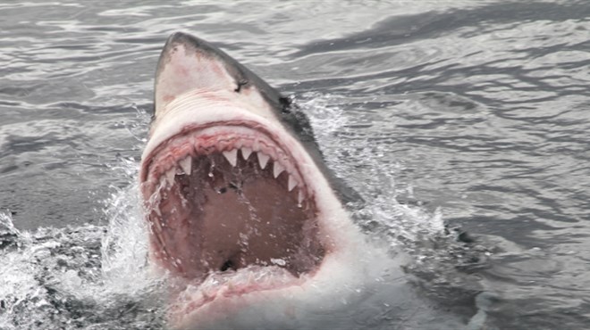 Biolog upozorava: 'U Jadranu će se brzo nastaniti vrste morskih pasa izrazito opasnih za ljude'