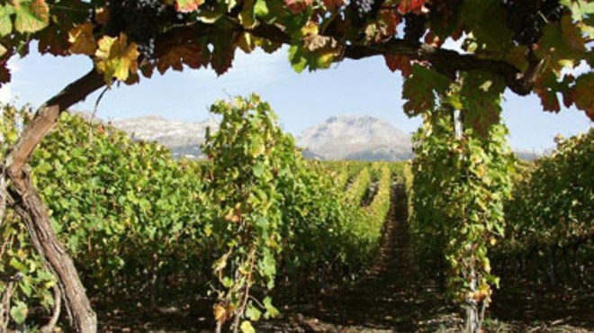 Čitluk: Nepoznata osoba posjekla vinograd sa 950 nasada vinove loze