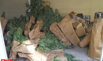 Uhićenja zbog droge u HNŽ-u: Umjesto mesa, na gredama sušili marihuanu