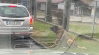 Samo u BiH: Muškarac zvijerski mučio psa, kazna napisana mladiću koji ga je snimio i upozorio