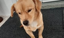 Pronađen pas kod Bekijina igrališta, umiljat je i obožava se igrati