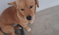 Pronađen pas kod Bekijina igrališta, umiljat je i obožava se igrati