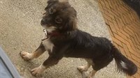 Na području Ružića pronađen pas s ogrlicom