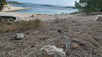 OTOK SMOKVICA: Todorić ostao bez rajskog otoka, sada njime caruju lopovi