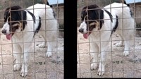 Nestao pas na području Ružići - Alagovac, nagrada za onog tko ga pronađe i javi vlasniku