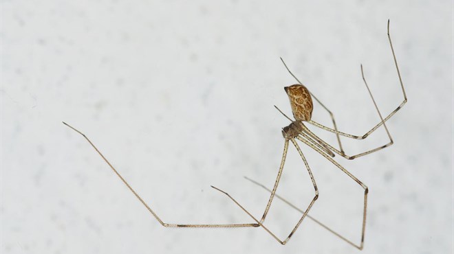 Teroriziraju vas pauci u domu? Isprobajte trik naših baka i više ih nećete vidjeti