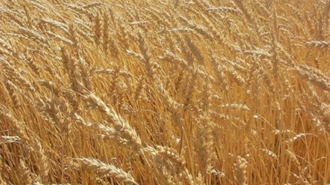 Rod pšenice u Brčko distriktu bit će smanjen za 40 posto