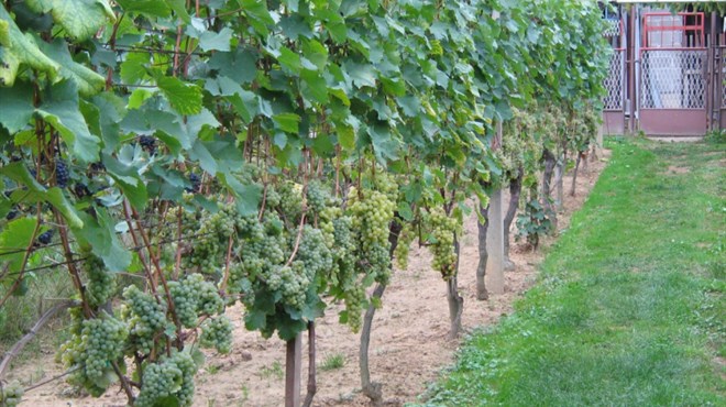 Preporuka vinogradarima - Zaštitite vinograde od plamenjače