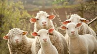 Autom pobio sve ovce na cesti: Šteta 40 tisuća kuna