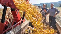 Posavina: Suša uništila više od 60 posto kukuruza