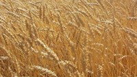 Cijena pšenice porasla na 260 eura po toni