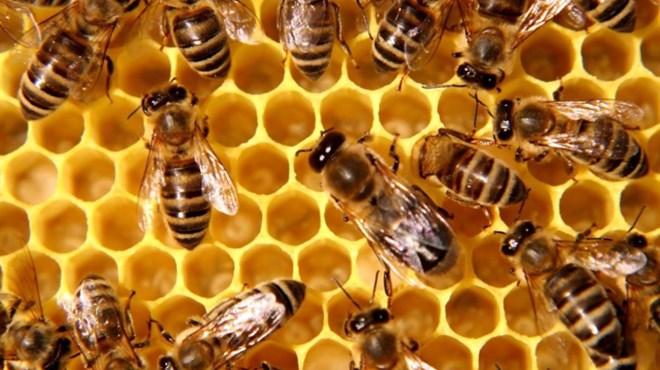 Ispovijest novinarke: ''Pčele me bodu svaki dan i to me spašava''