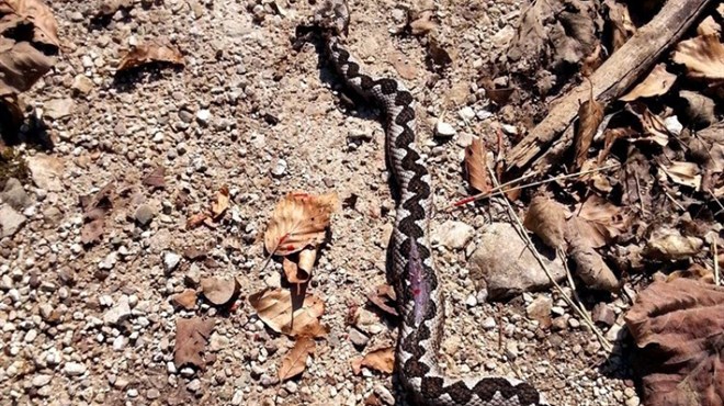 U BiH i regiji nema protuotrova za ugriz zmije