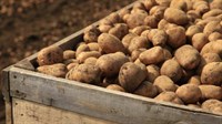 Zabranjen uvoz 27 tona krompira u BiH