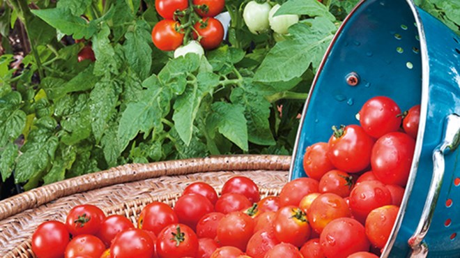 PODRAVKA STIŽE U HERCEGOVINU: Rajčica (paradajz) ovdje bolje rađa nego u Istri