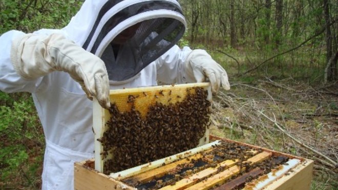 Zašto je došlo do nestašice meda?