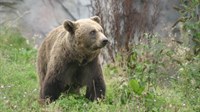 Medvjed u Hercegovini rastrgao ovcu i ozlijedio psa