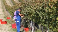 Borba za monopol: U Grudama se potukli prodavači 'makedonskog' grožđa