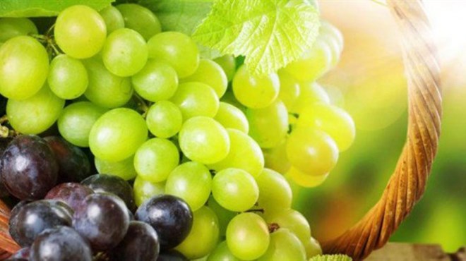 Vinogradari u Hercegovini očekuju dobar rod grožđa
