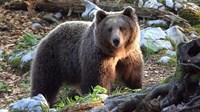 Tomislavgrad: Medvjed pojeo sav med i uništio pčelinjak 