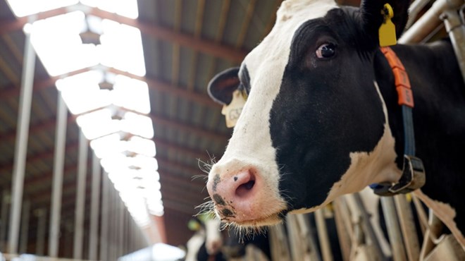 Proizvodnja mlijeka porasla za 13 milijuna litara