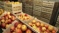 Izvoz jabuka iz BiH u Rusiju od danas je zabranjen