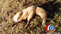 Nakon vukova, stalni problem u Grudama i Hercegovini su i lisice