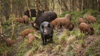 Horor u susjedstvu: Krdo divljih svinja napalo čovjeka, imao već nekoliko operacija