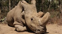 Uginuo zadnji mužjak sjevernog bijelog nosoroga na svijetu