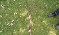 Grude: Ubio zmiju dugu 175 centimetara FOTO