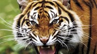 NEVIĐENA DRAMA U NJEMAČKOJ Iz zoološkog vrta pobjegli lavovi, tigrovi i jaguar: POLICIJA 'Ostanite u svojim domovima!'
