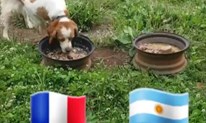 Grudska senzacija prognozira: Francuska će proći Argentinu
