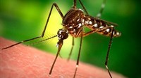 Nevjerojatan trik kojim će vas dosadni komarci prestati terorizirati