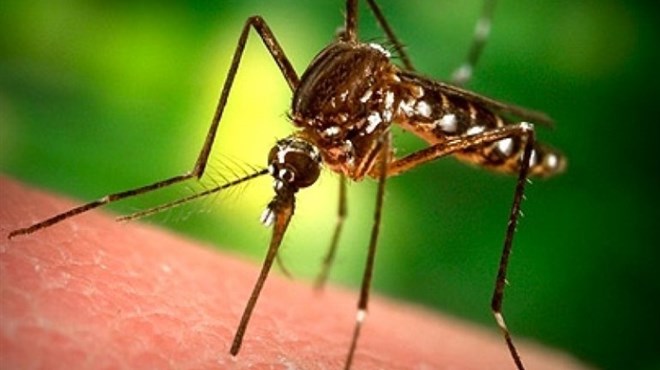 Nevjerojatan trik kojim će vas dosadni komarci prestati terorizirati