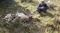 Divlji psi raskomadali Džaferoviću deset ovaca