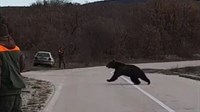 VIDEO: Psi goniči kod Imotskog istjerali golemog medvjeda iz šume