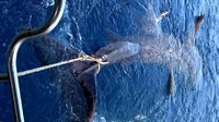 Jadran: Uhvatio morskog psa dugog osam metara