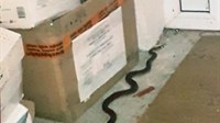 Dvometarska zmija ušetala u MUP, zaposlenici vrištali