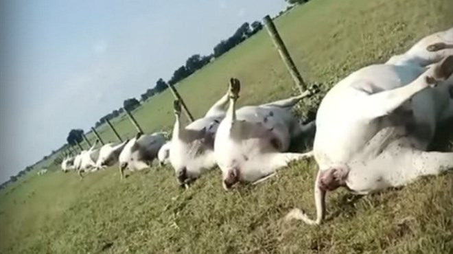 Grom udario u kravu, elektricitet se prenio preko ograde i ubio cijelo stado VIDEO