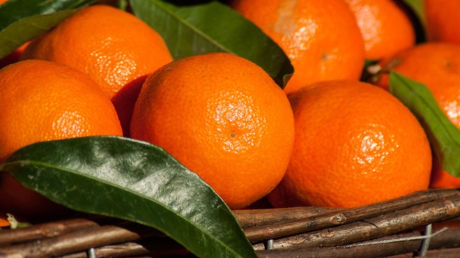 Prve mandarine najjeftinije u Čapljini