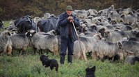 Željko Marić: Ima 700 ovaca, kaže da je taj posao kao da si otišao u vojsku