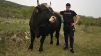 Mrcina iz Dicma: Nitko nije jači i opasniji od bika Covida 